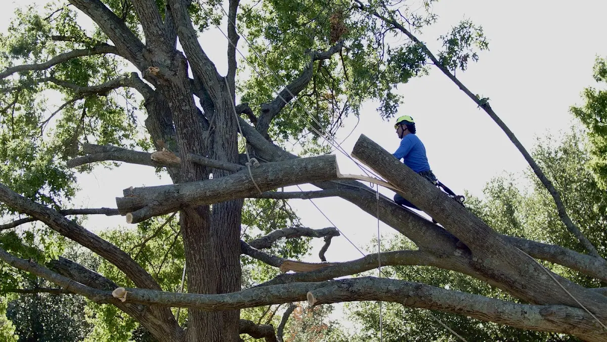 Professional Crown Thinning performed by certified arborists in Mc Gill